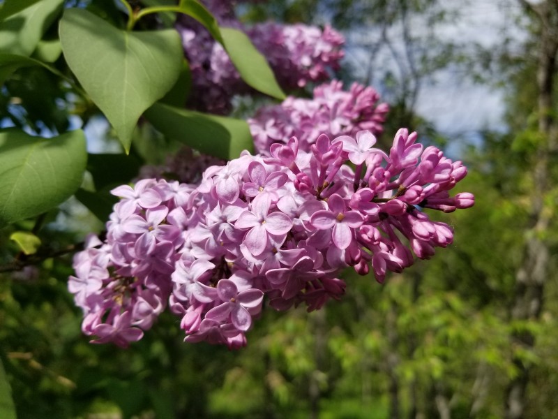 浓烈绽放的紫色丁香花图片