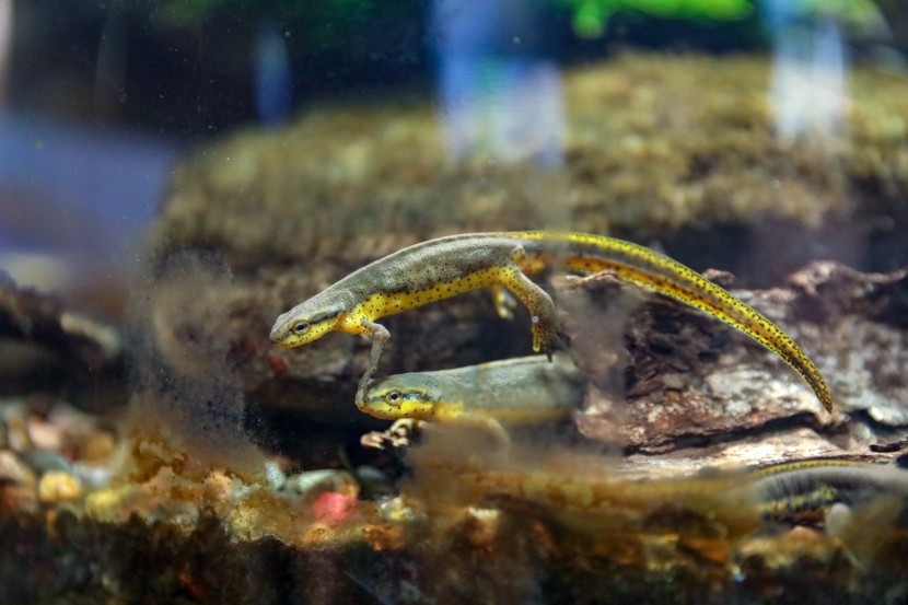 芝加哥谢德水族馆图片