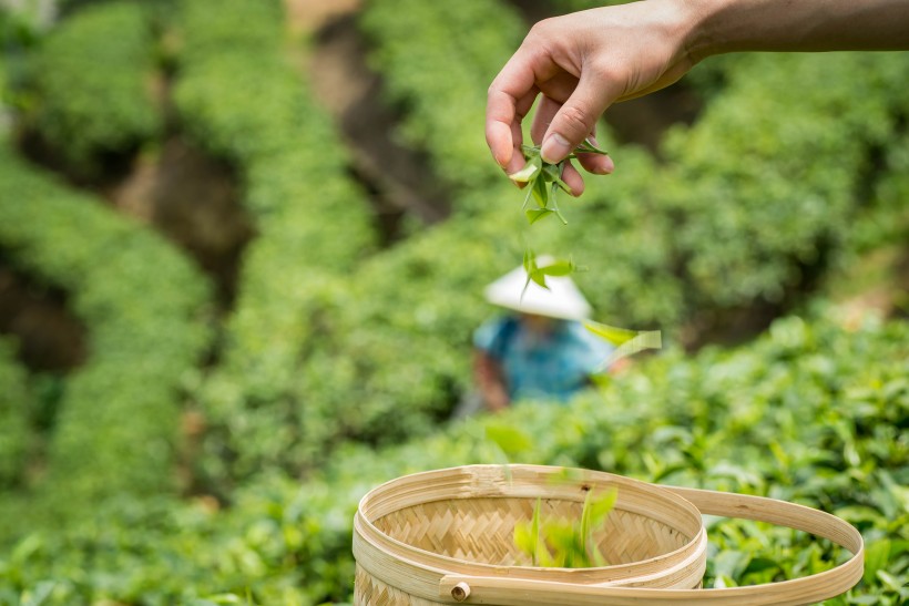 風(fēng)景優(yōu)美的茶樹圖片