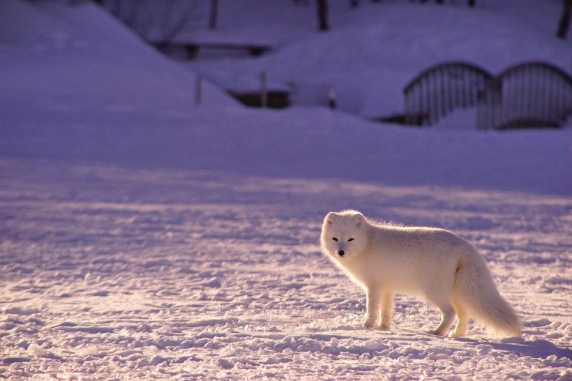 可爱的雪地精灵北极狐图片