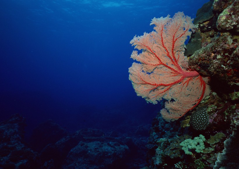 海底生物图片