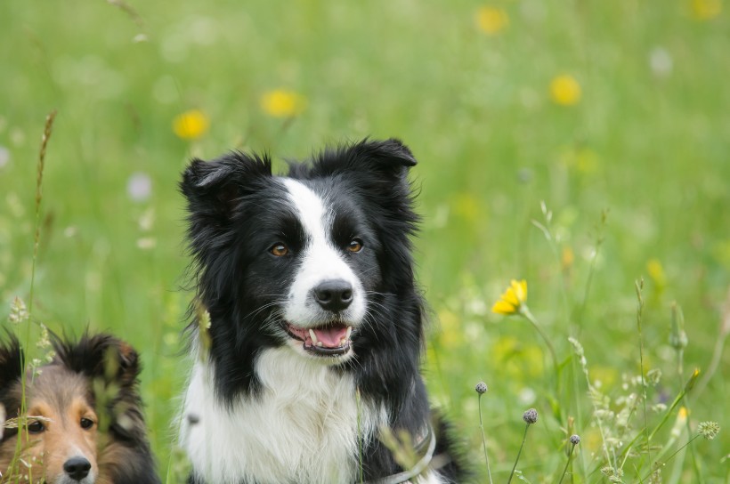 忠誠溫順的牧羊犬圖片