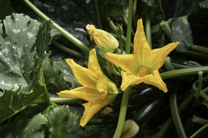 黄色清新的南瓜花图片