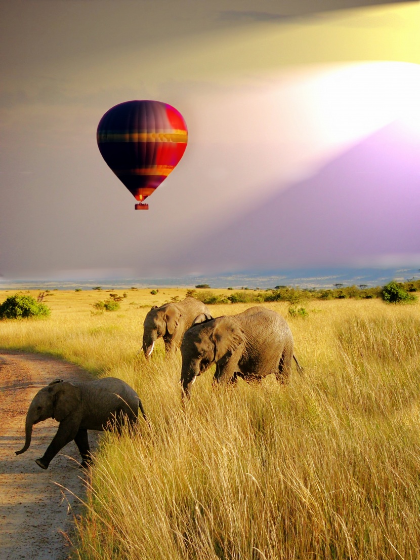 肯尼亚大象图片