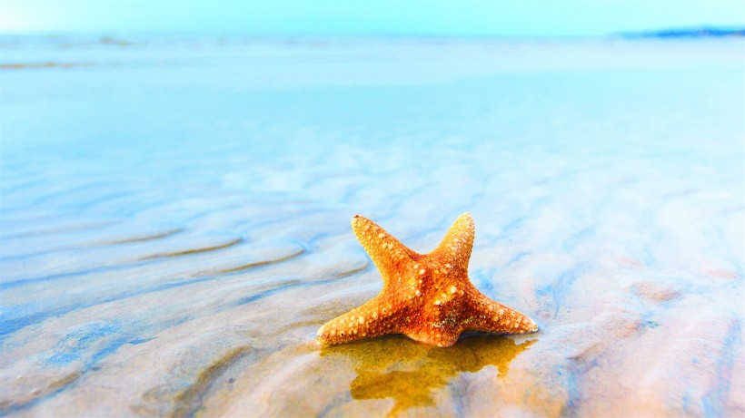 海洋生物海星图片