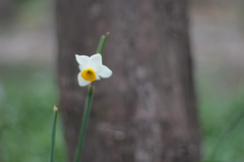 短蕊石蒜花图片