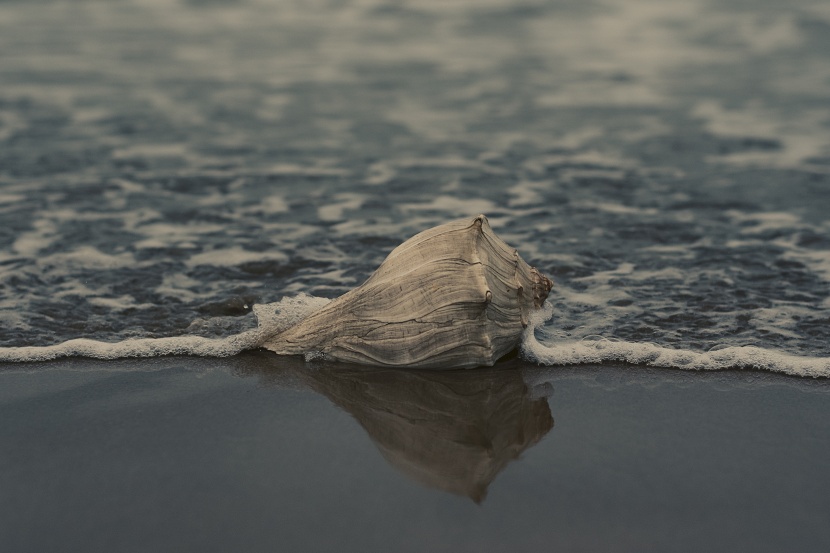 沙滩上的海螺图片