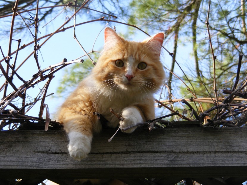 室外自由的猫咪图片