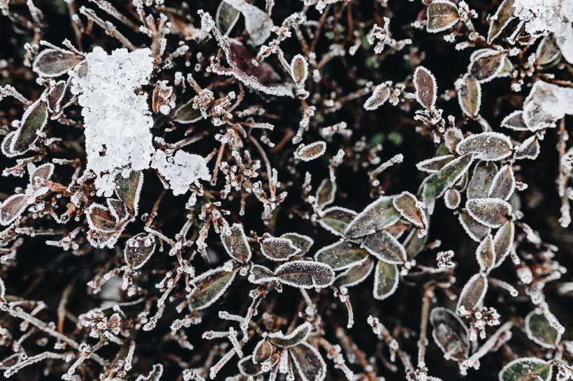 冰冻的树叶和树枝图片
