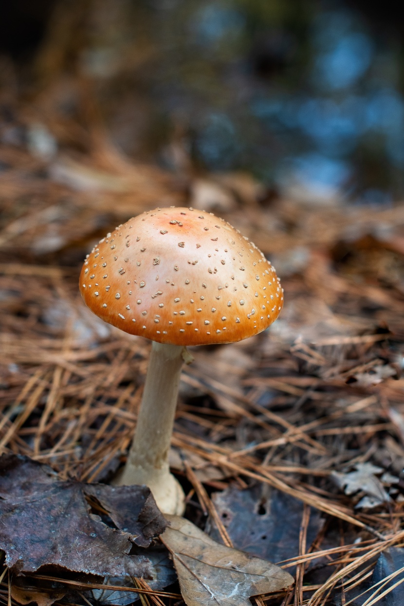 森林里的野生蘑菇圖片