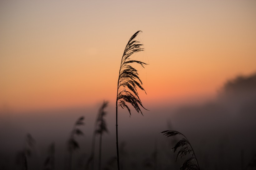 漂亮柔韧的芦苇图片