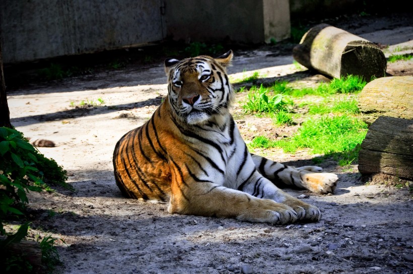 動(dòng)物園里的老虎圖片