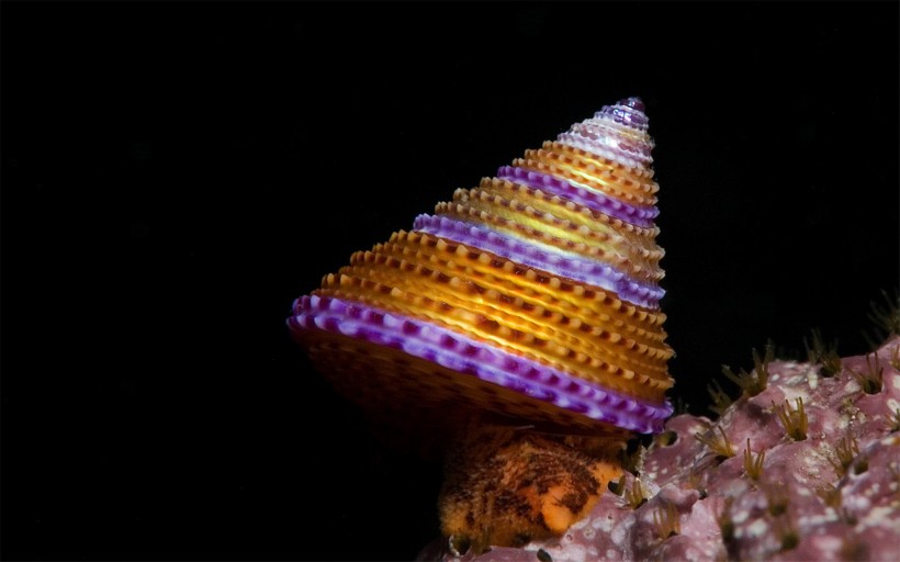 海洋里各种奇妙的海底生物图片