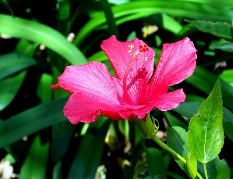 艳丽的粉色芙蓉花图片