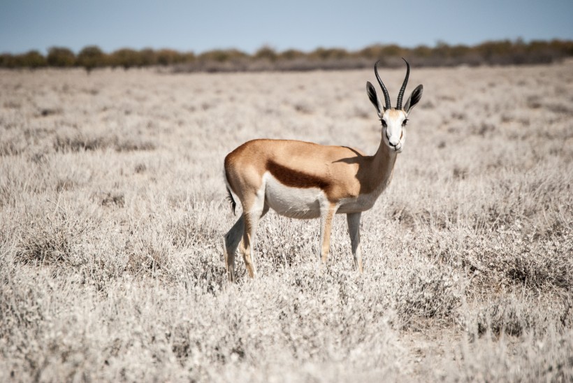 南非草原上的瞪羚图片