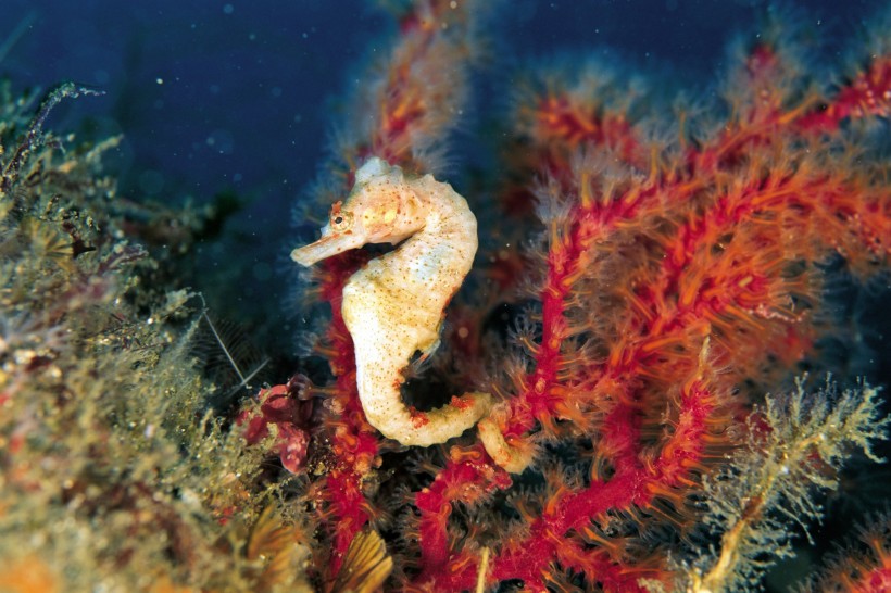 海洋魚(yú)類生物特寫(xiě)圖片