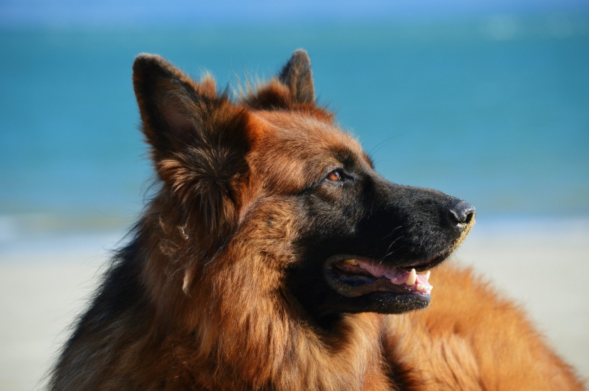 聪明敏捷的德国牧羊犬图片