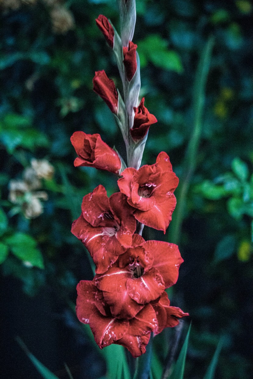 花色艷麗的劍蘭圖片