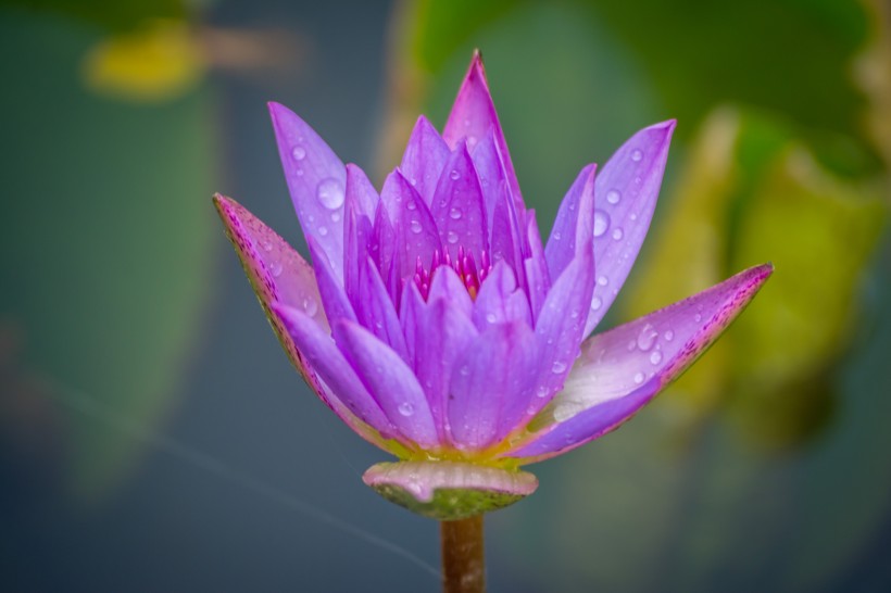 沾满水珠的鲜花图片