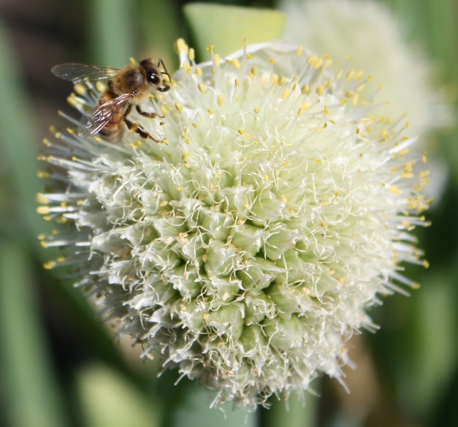 盛開(kāi)的韭菜花圖片