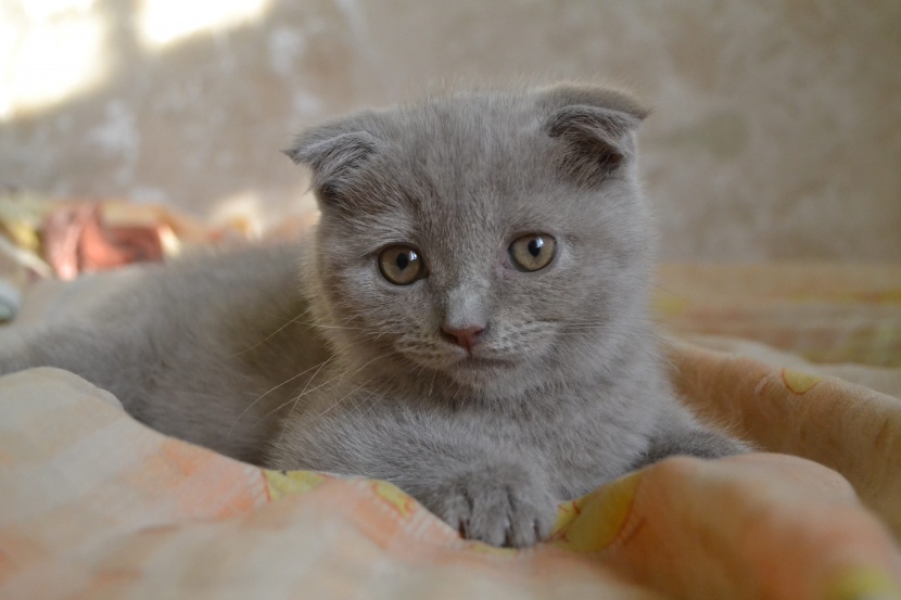 性情温顺的苏格兰折耳猫图片