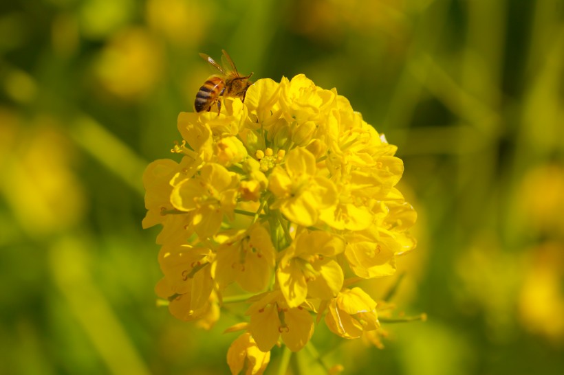 黄色花上采蜜的蜜蜂图片