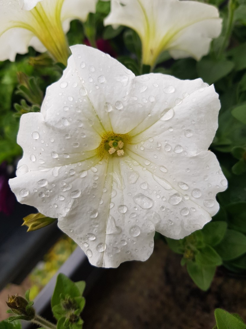 雨后的鮮花圖片