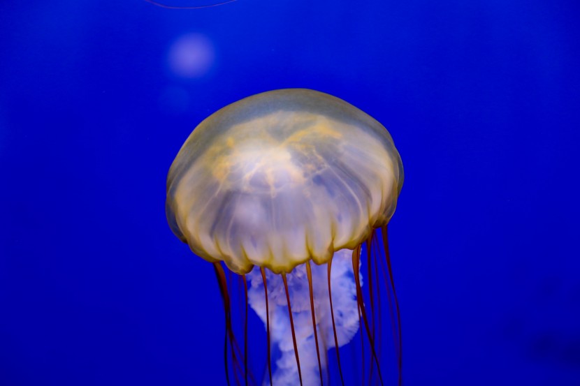 芝加哥谢德水族馆图片