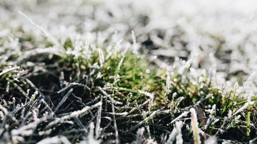 冰雪覆盖的植物图片