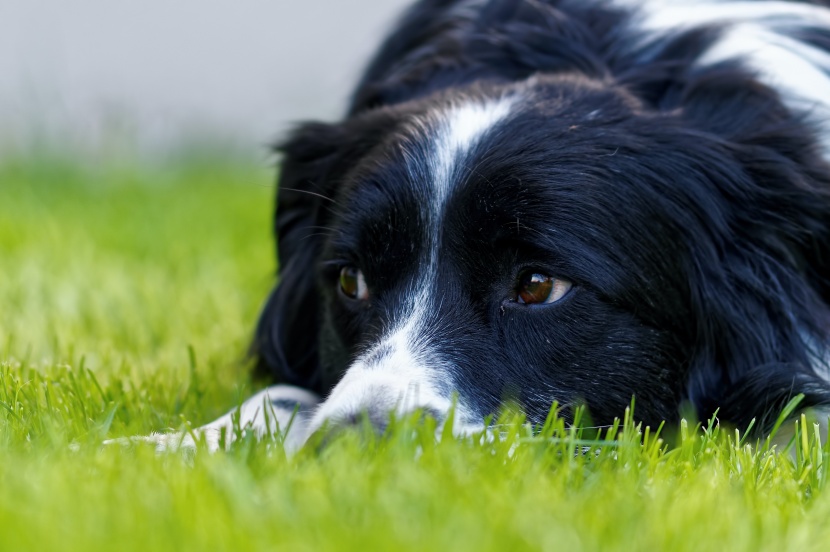 聰明敏銳的邊境牧羊犬圖片