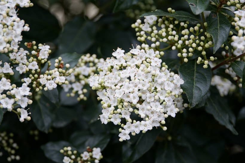 潔白馨香的瓊花圖片