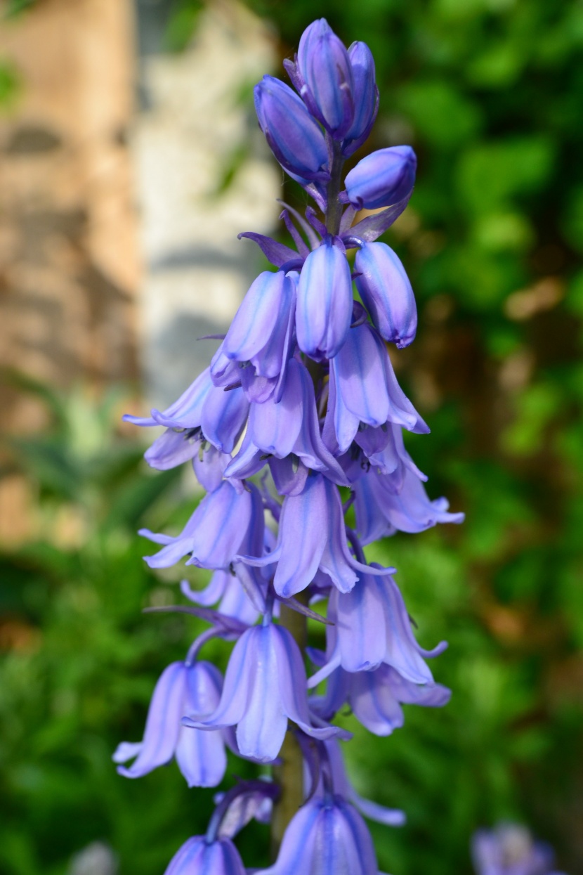 盛開的藍(lán)鈴花圖片