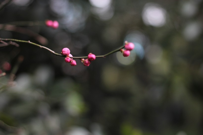 红梅花骨朵图片