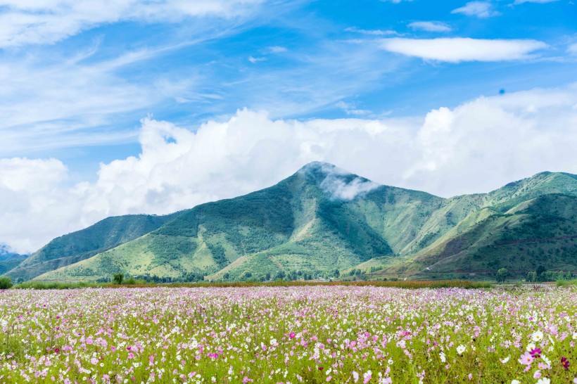 完美的小清新格桑花图片