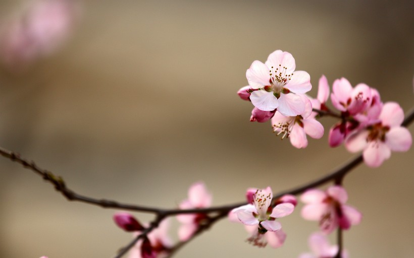 美丽的山桃花图片