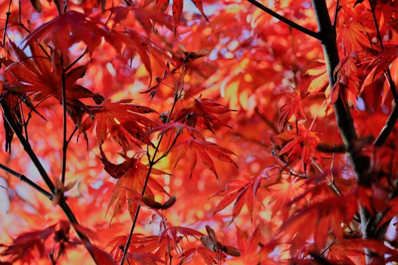 秋季火红枫叶图片