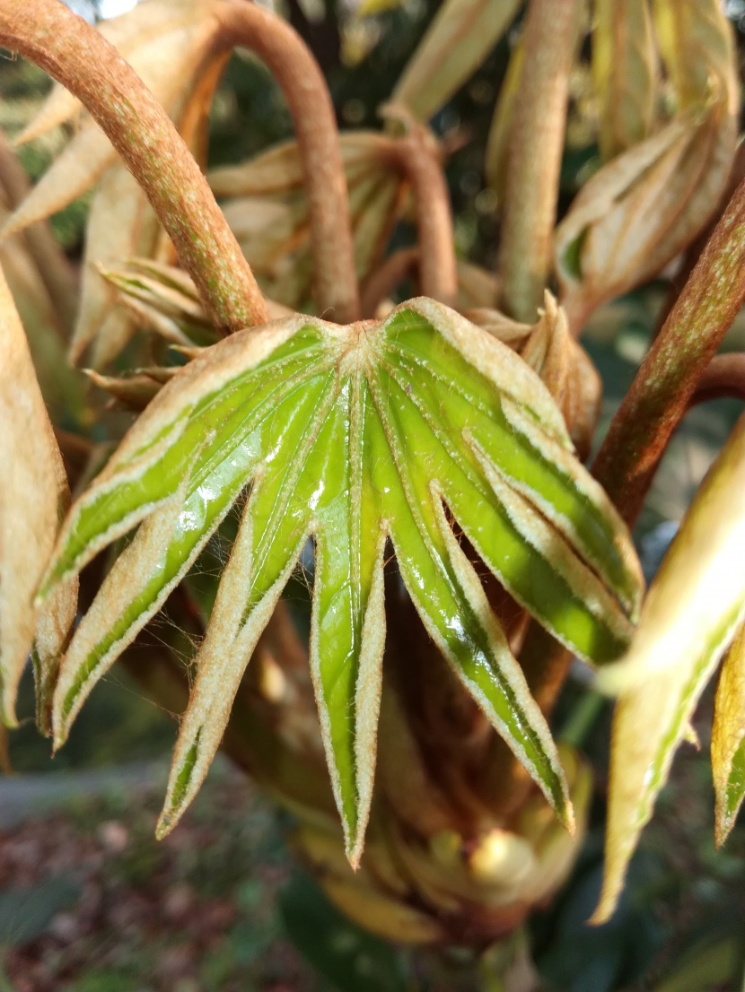 野外的植物图片