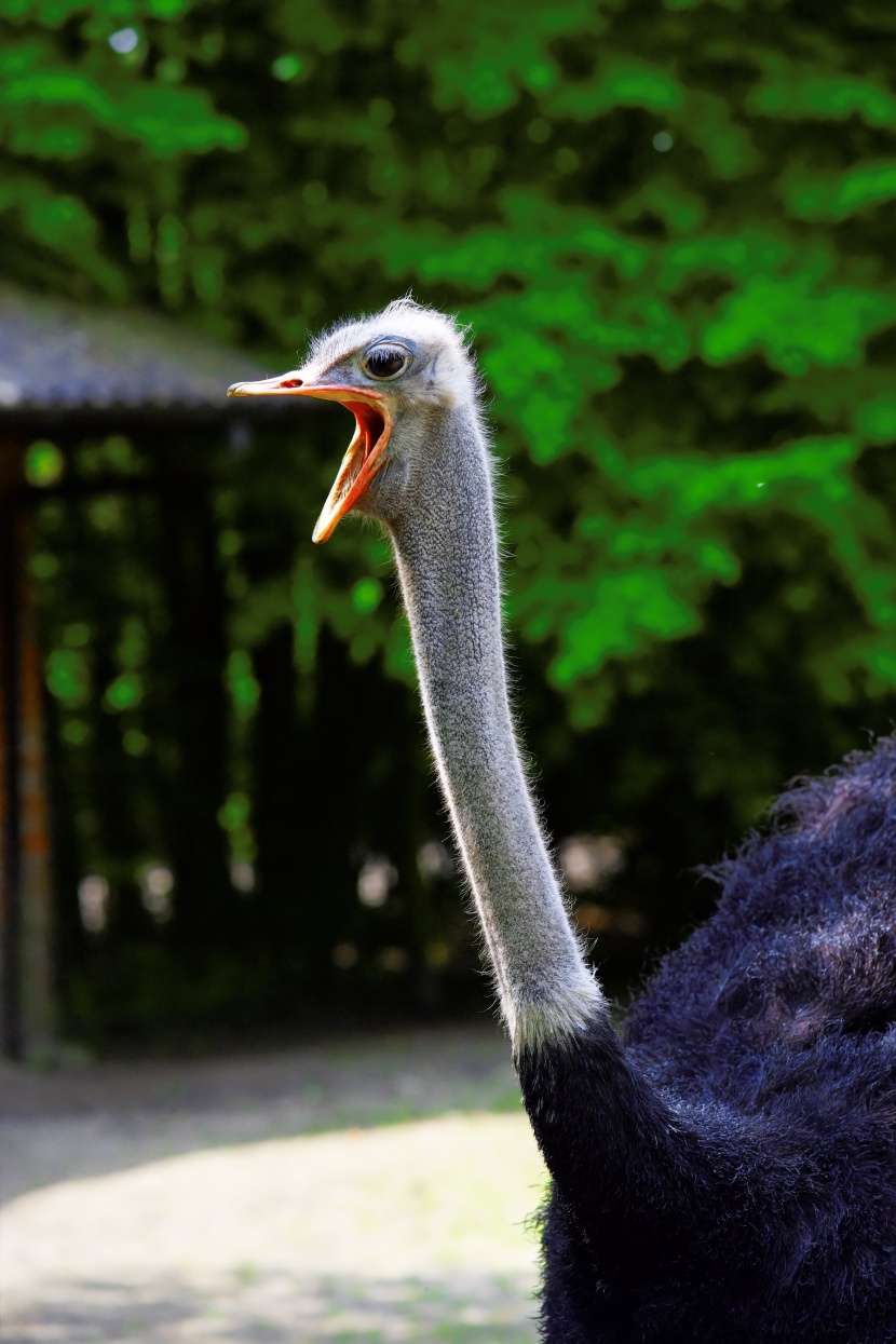 野生鴕鳥(niǎo)高清圖片