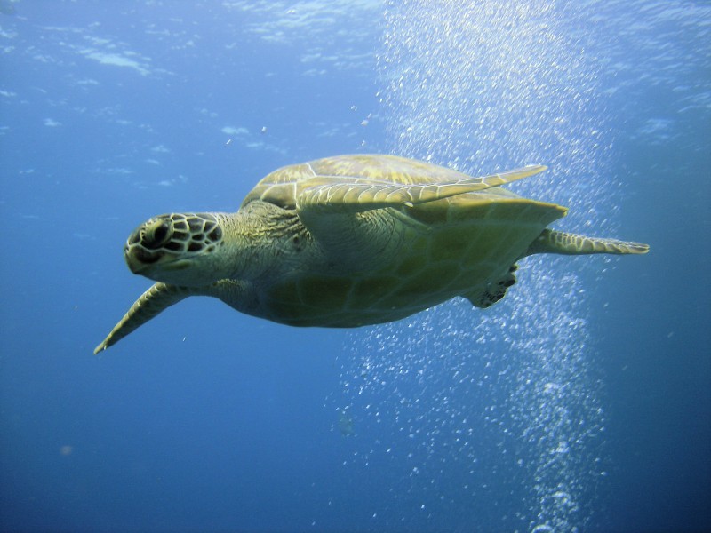 海中暢游的海龜圖片