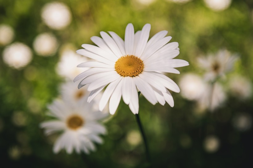 白色淡雅的雛菊花圖片