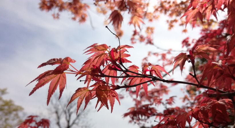 紅色的樹葉圖片