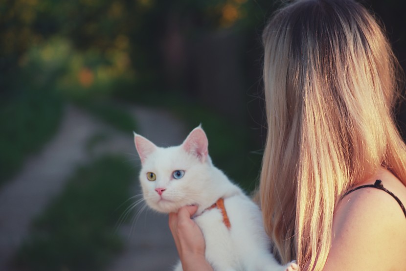 宠物猫和主人图片