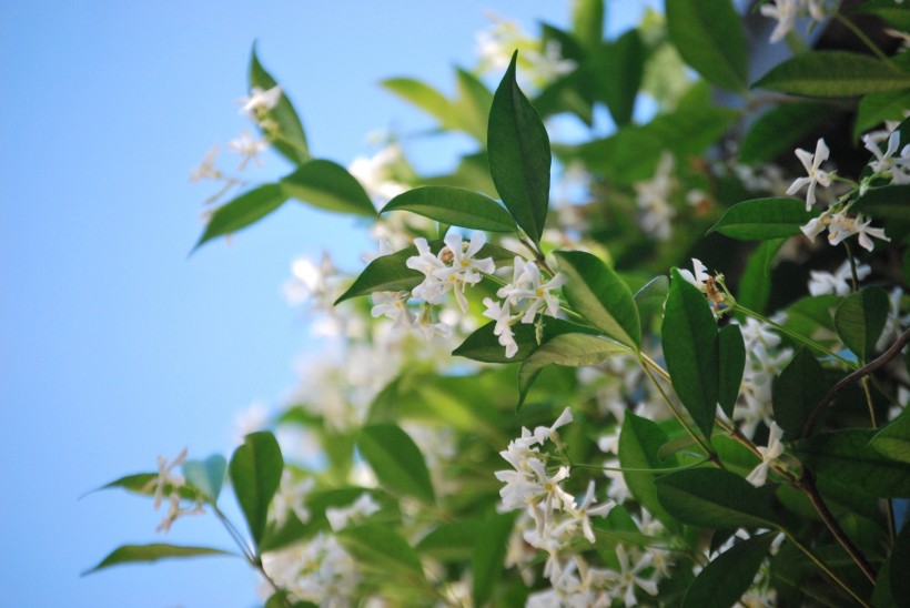 芳香潔白的茉莉花圖片