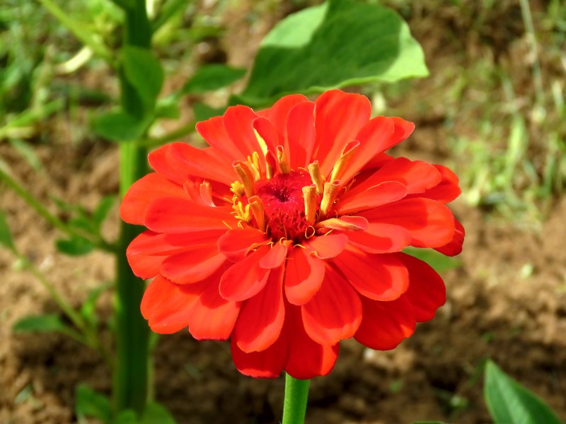 多种颜色的百日草鲜花图片