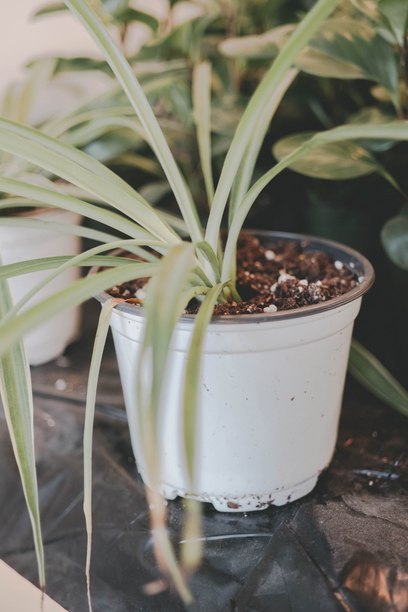 室內(nèi)的綠植盆栽圖片