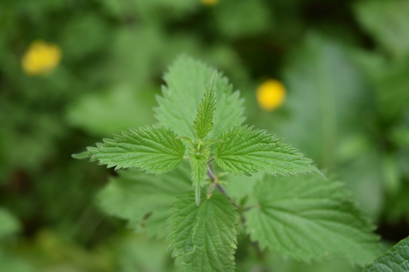 绿色荨麻图片