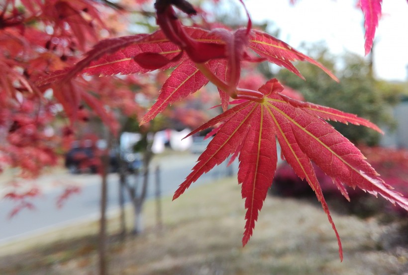 紅色的樹葉圖片