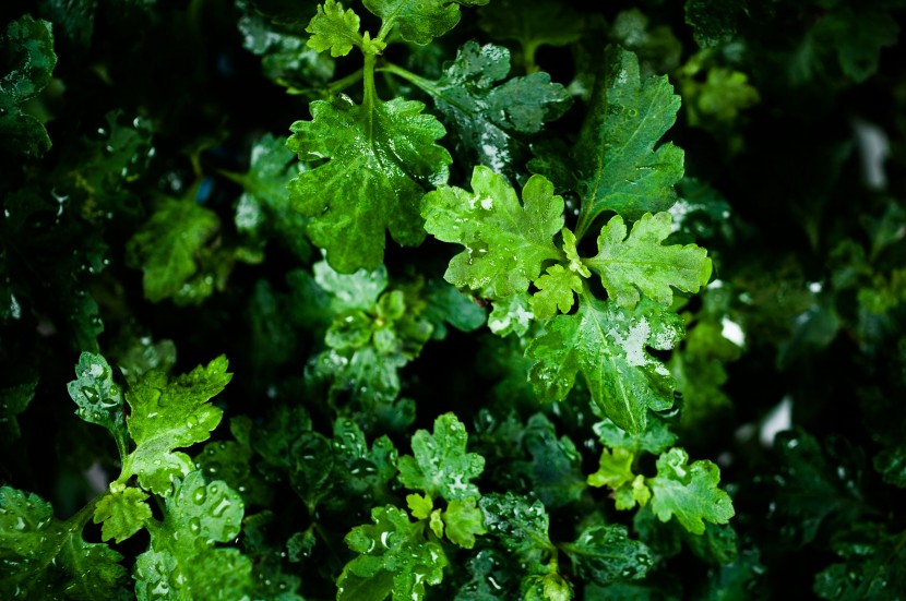 雨后的绿色植物图片