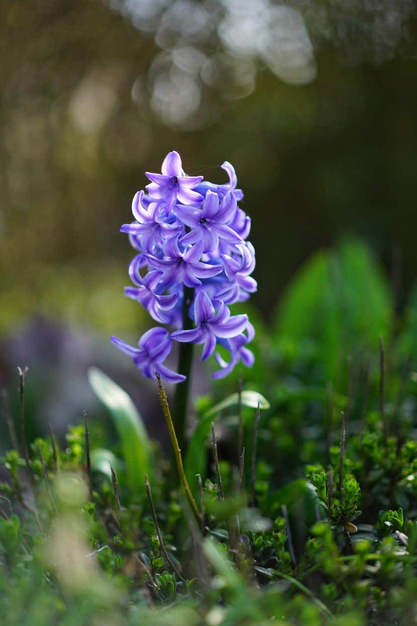 花姿美麗的風(fēng)信子圖片