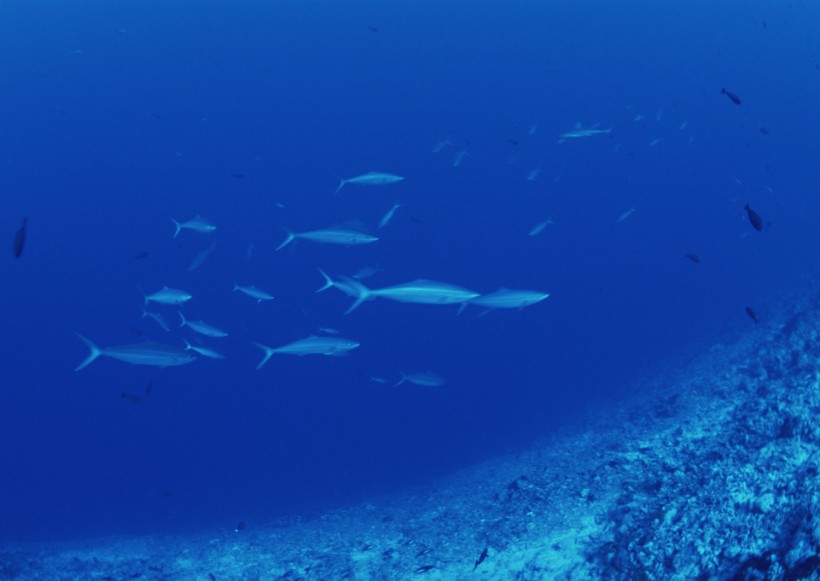 海底生物图片